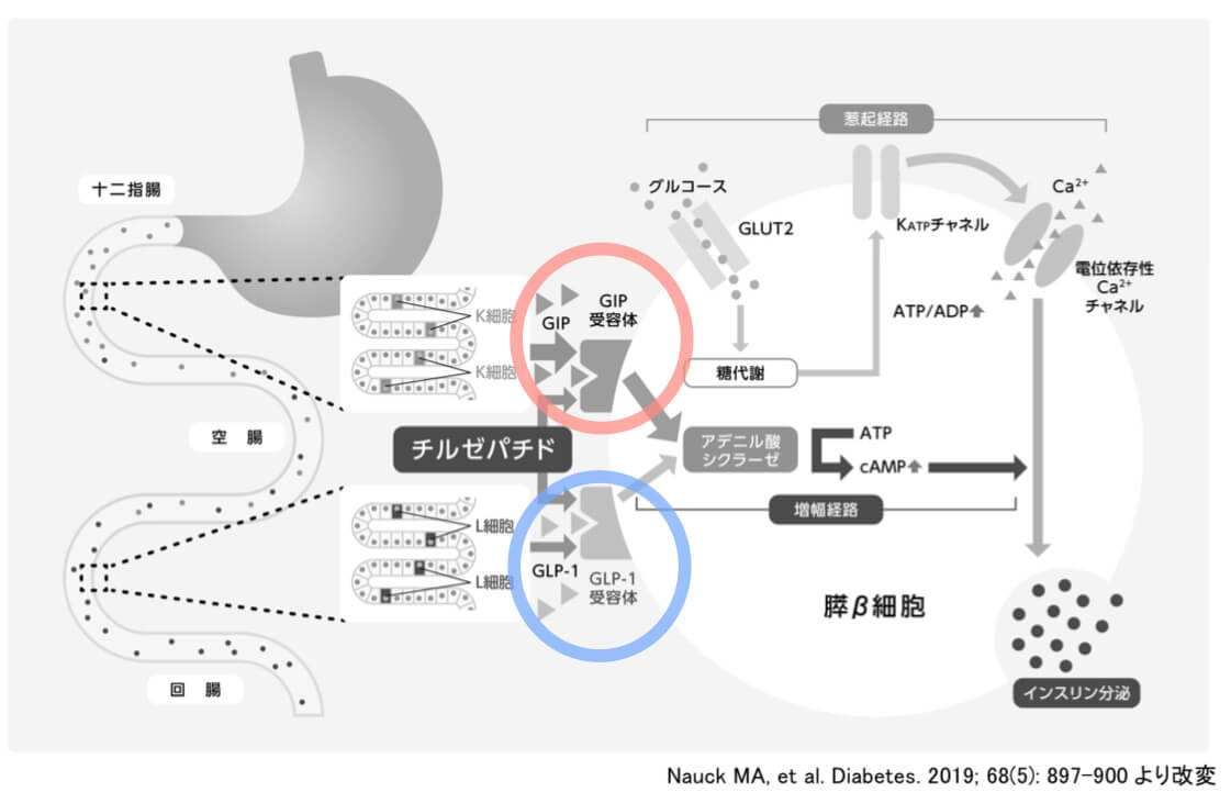 マンジャロとトルリシティ共通点と相違点のまとめ KusuriPro くすりがわかる薬剤師ブログ