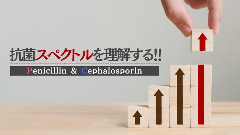 ペニシリンとセフェム系の抗菌スペクトルを理解する 世代ごとにわかりやすく解説 Kusuripro くすりがわかる 薬剤師ブログ